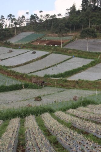 Agriculture Industry Forecasting Agriculture Industry Forecasting