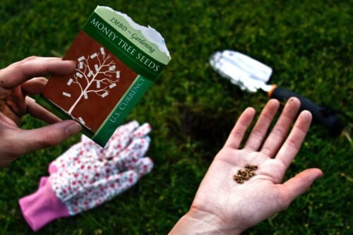 Forecasting Winter With Persimmon Seeds